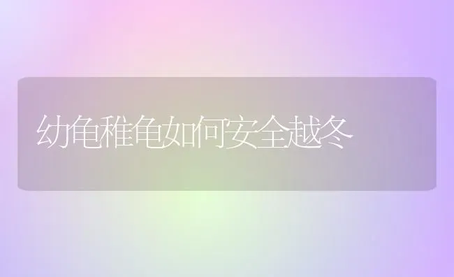 幼龟稚龟如何安全越冬 | 养殖知识