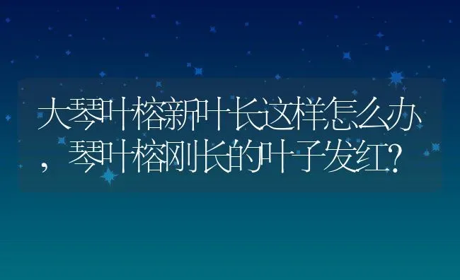 大琴叶榕新叶长这样怎么办,琴叶榕刚长的叶子发红？ | 养殖科普