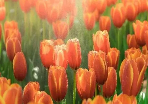 为什么不能送郁金香,一捧黄色郁金香花寓意？