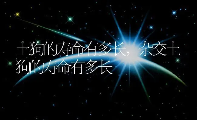 土狗的寿命有多长,杂交土狗的寿命有多长 | 养殖资料