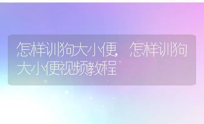 怎样训狗大小便,怎样训狗大小便视频教程 | 养殖资料