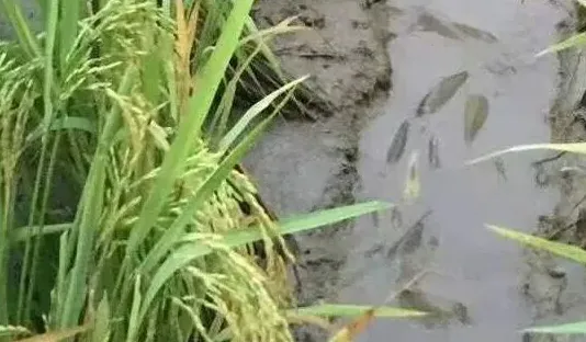 泥鳅黄鳝稻田养殖 | 实用知识