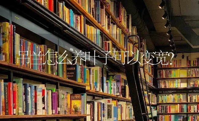 吊兰怎么养叶子可以变宽? | 养殖技术大全