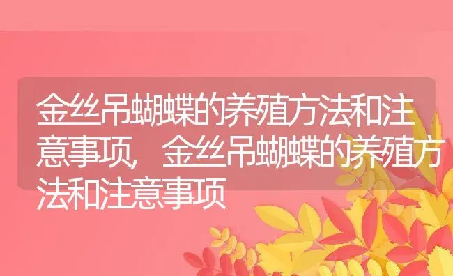 金丝吊蝴蝶的养殖方法和注意事项,金丝吊蝴蝶的养殖方法和注意事项 | 养殖科普