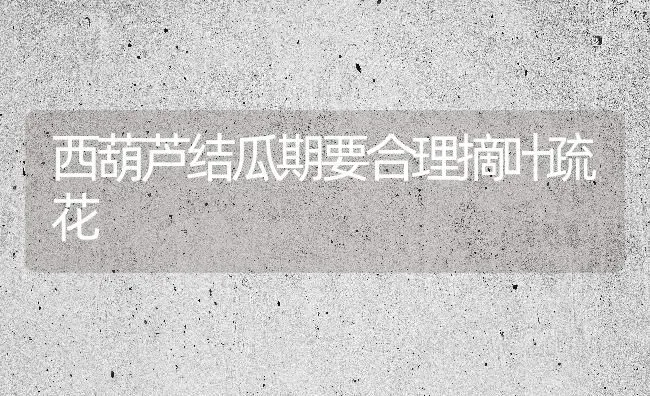 西葫芦结瓜期要合理摘叶疏花 | 养殖技术大全