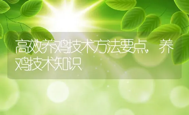 高效养鸡技术方法要点,养鸡技术知识 | 养殖学堂