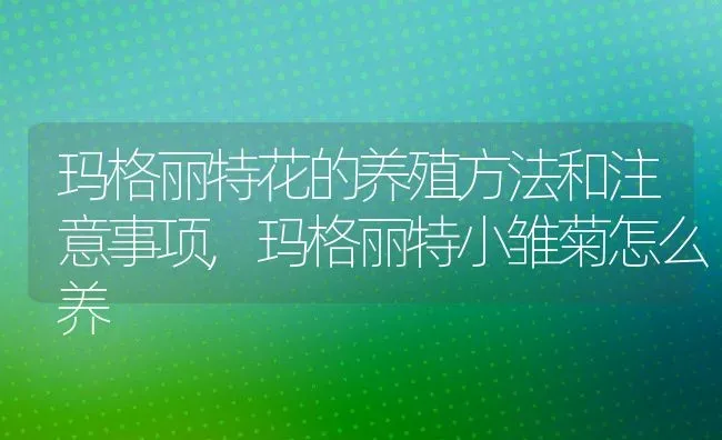 玛格丽特花的养殖方法和注意事项,玛格丽特小雏菊怎么养 | 养殖学堂