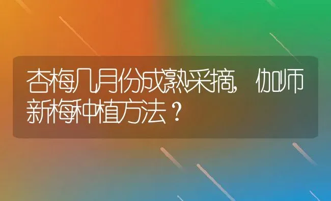 杏梅几月份成熟采摘,伽师新梅种植方法？ | 养殖科普