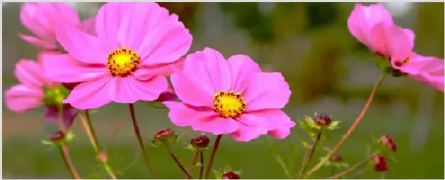 张大人花和格桑花区别 | 三农知识