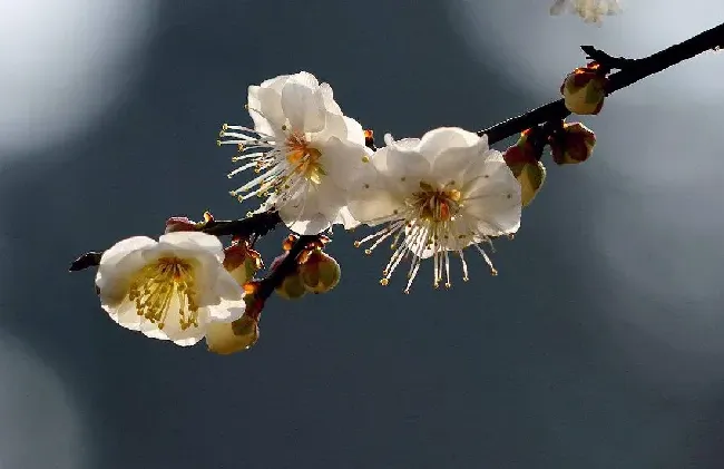 绿萼梅和白梅花是一样的吗,白色梅花的寓意和象征？