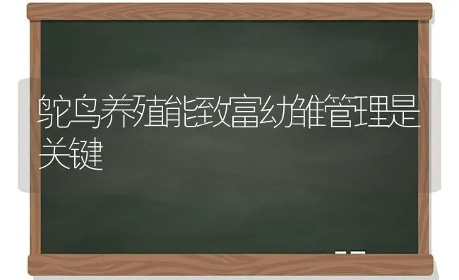 鸵鸟养殖能致富幼雏管理是关键 | 养殖技术大全