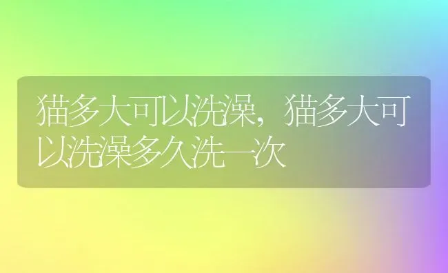 猫多大可以洗澡,猫多大可以洗澡多久洗一次 | 养殖科普