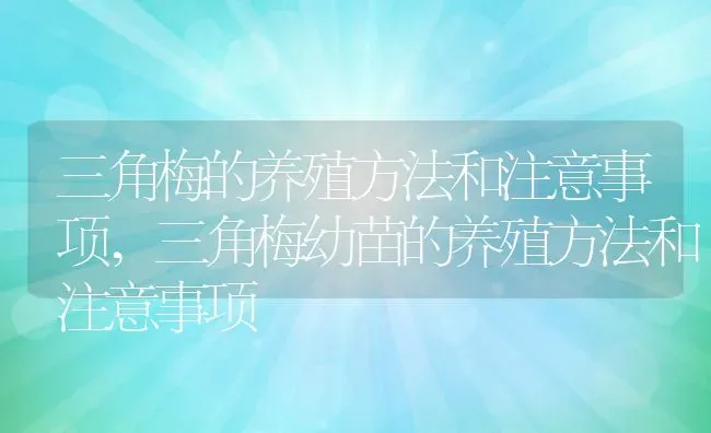 三角梅的养殖方法和注意事项,三角梅幼苗的养殖方法和注意事项 | 养殖学堂