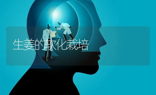 生姜的软化栽培 | 养殖技术大全