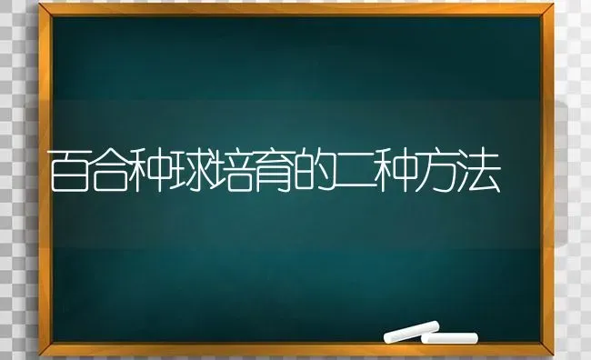 百合种球培育的二种方法 | 养殖技术大全