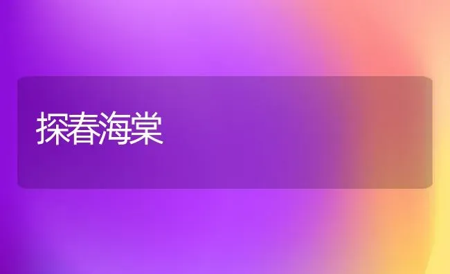 探春海棠 | 养殖知识