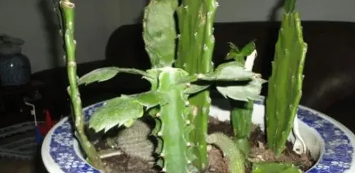 龙骨能嫁接蟹爪兰吗?,龙骨的嫁接方法？