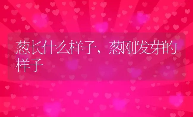 葱长什么样子,葱刚发芽的样子 | 养殖学堂