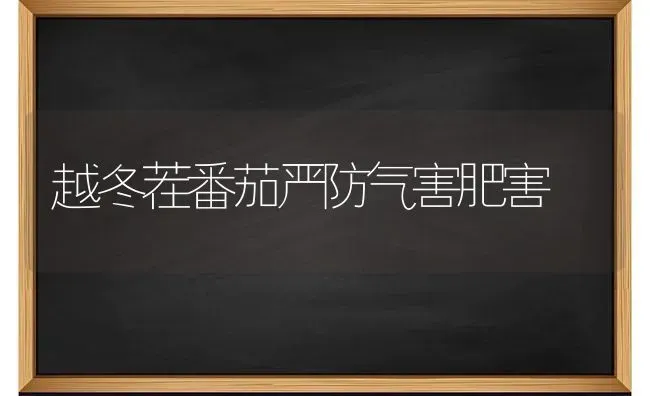 越冬茬番茄严防气害肥害 | 养殖知识