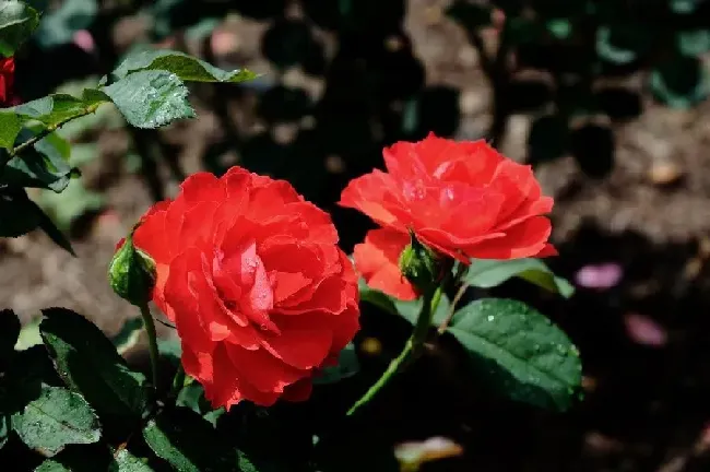 月季花什么时候移栽最好,立秋后移栽月季成活率？