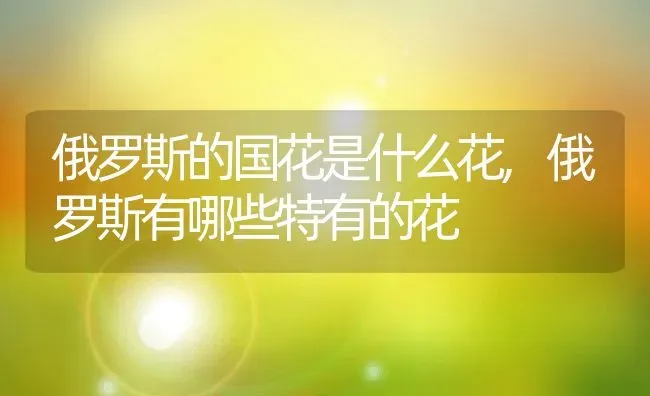 俄罗斯的国花是什么花,俄罗斯有哪些特有的花 | 养殖学堂