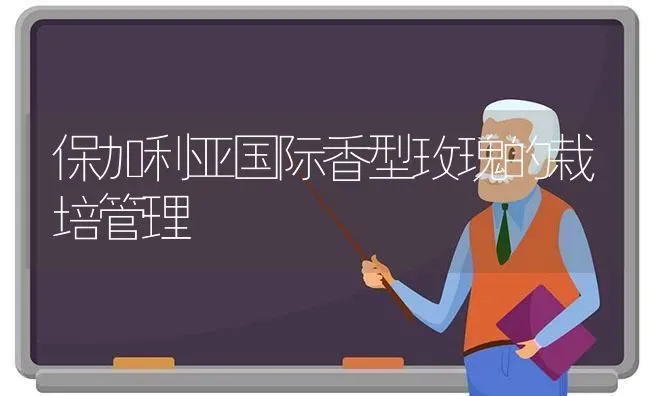 保加利亚国际香型玫瑰的栽培管理 | 养殖知识