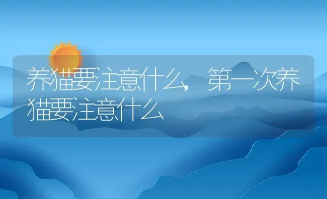 养猫要注意什么,第一次养猫要注意什么 | 养殖资料