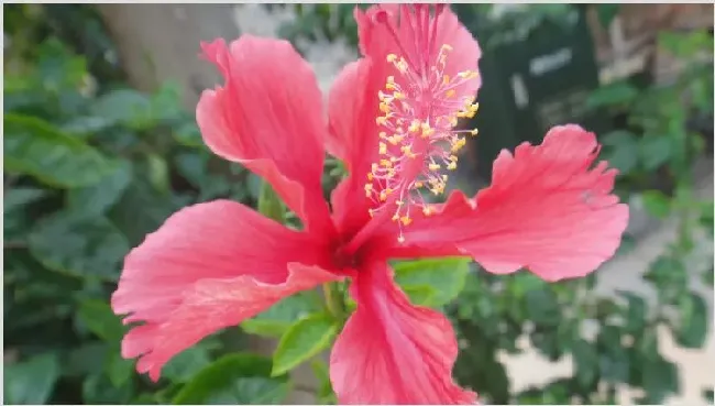 扶桑花修剪时间 | 农广天地