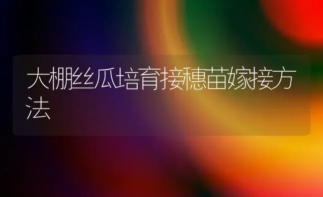 大棚丝瓜培育接穗苗嫁接方法 | 养殖技术大全