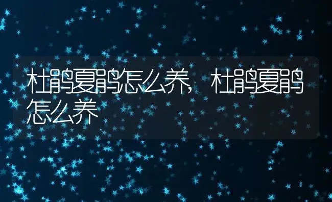 什么狗狗最好养,什么狗狗最好养最听话乖 | 养殖科普