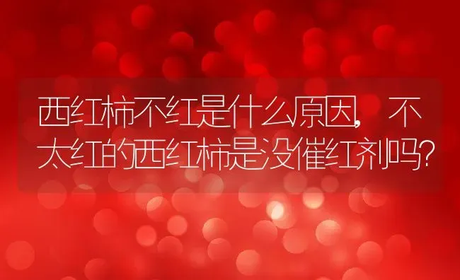 西红柿不红是什么原因,不太红的西红柿是没催红剂吗？ | 养殖科普