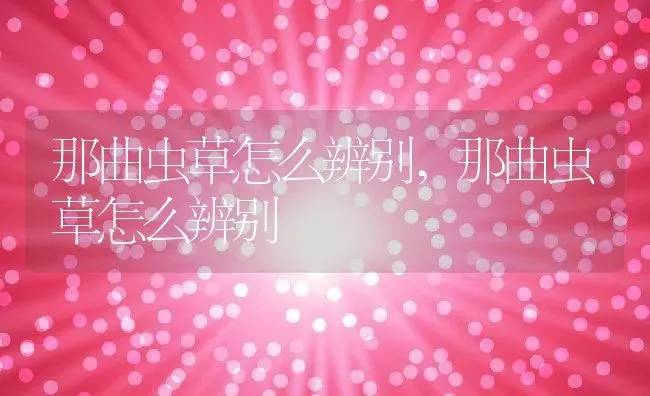 那曲虫草怎么辨别,那曲虫草怎么辨别 | 养殖科普