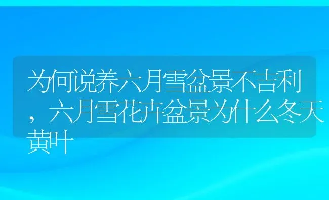 为何说养六月雪盆景不吉利,六月雪花卉盆景为什么冬天黄叶 | 养殖学堂