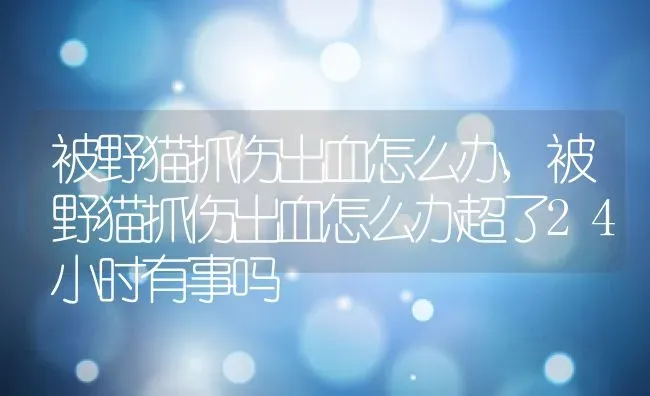 被野猫抓伤出血怎么办,被野猫抓伤出血怎么办超了24小时有事吗 | 养殖科普