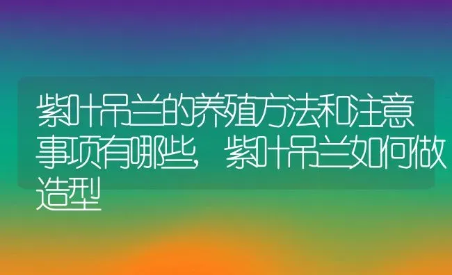 紫叶吊兰的养殖方法和注意事项有哪些,紫叶吊兰如何做造型 | 养殖学堂