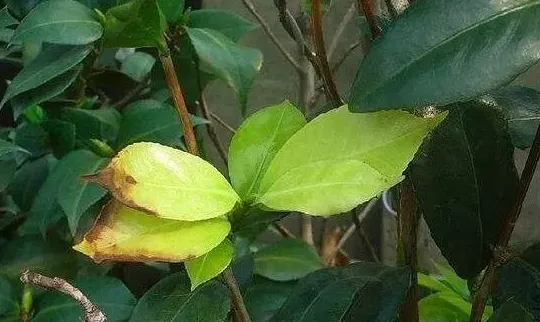 盆栽茶花用什么肥料好,请问种茶花树施什么肥好呢？