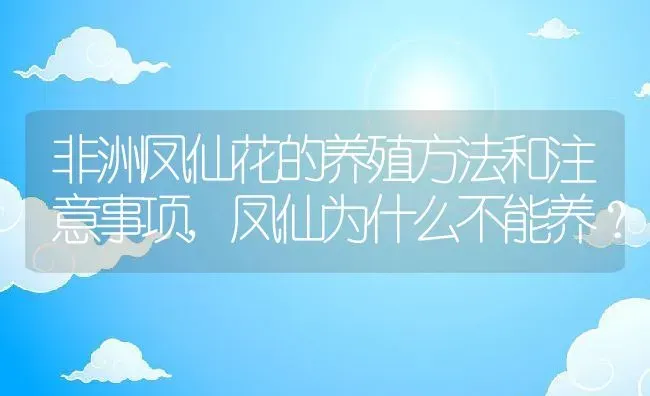 非洲凤仙花的养殖方法和注意事项,凤仙为什么不能养？ | 养殖科普