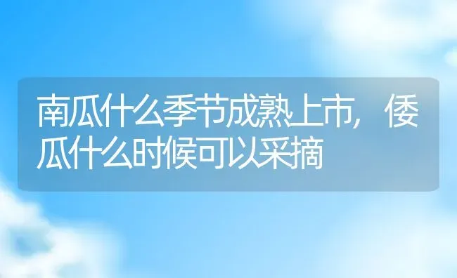 南瓜什么季节成熟上市,倭瓜什么时候可以采摘 | 养殖学堂