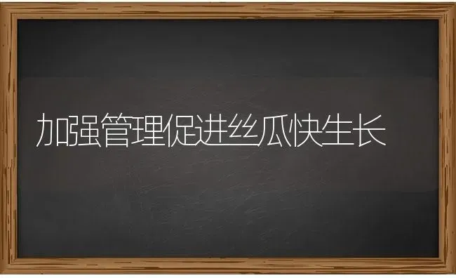 加强管理促进丝瓜快生长 | 养殖知识