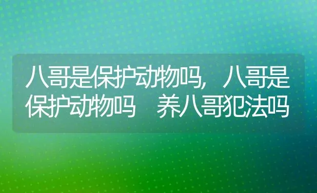 八哥是保护动物吗,八哥是保护动物吗 养八哥犯法吗 | 养殖科普