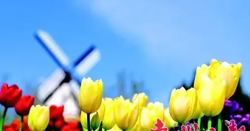 郁金香种球什么时候种最好,五月份可以种郁金香种球吗？