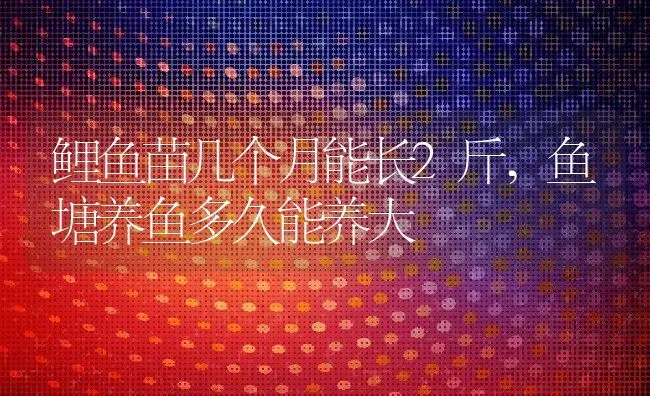 鲤鱼苗几个月能长2斤,鱼塘养鱼多久能养大 | 养殖学堂