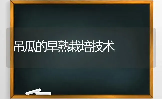 吊瓜的早熟栽培技术 | 养殖技术大全