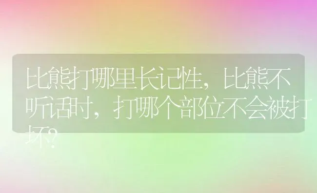 比熊打哪里长记性,比熊不听话时，打哪个部位不会被打坏？ | 养殖学堂
