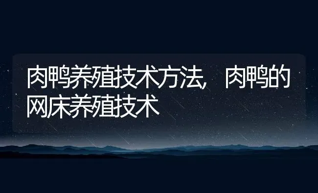 肉鸭养殖技术方法,肉鸭的网床养殖技术 | 养殖学堂