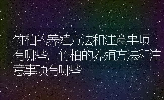 竹柏的养殖方法和注意事项有哪些,竹柏的养殖方法和注意事项有哪些 | 养殖科普