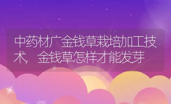 中药材广金钱草栽培加工技术,金钱草怎样才能发芽 | 养殖学堂