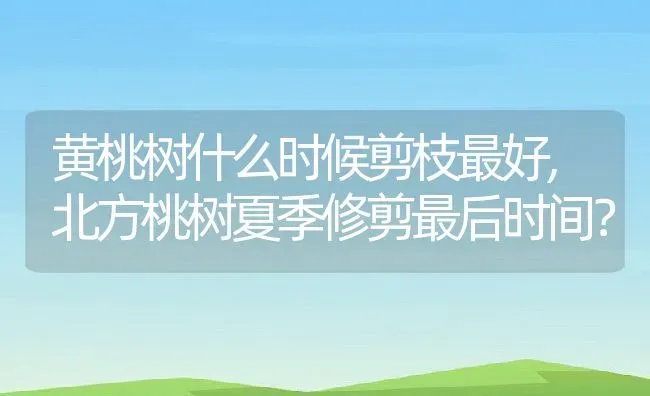 黄桃树什么时候剪枝最好,北方桃树夏季修剪最后时间？ | 养殖科普