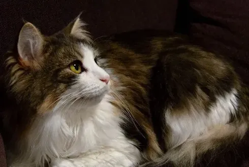 挪威森林猫认主人吗,猫在外面是不是真的不认主人呢？