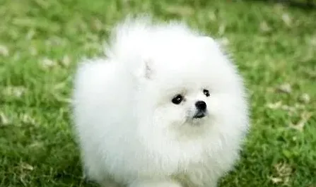 博美犬能吃什么水果,博美能吃冬枣吗？